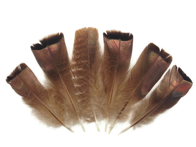 Small wild turkey feather