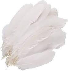 Wild Feathers · Varied selection sold by the gram
