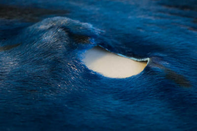 Loup-marin du Groenland teint Bleu électrique - Grade 4