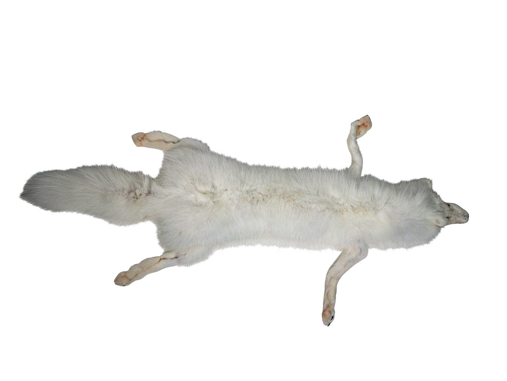Arctic fox natural