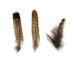 Wild Feathers · Varied selection sold by the gram