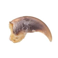 Griffe de raton laveur