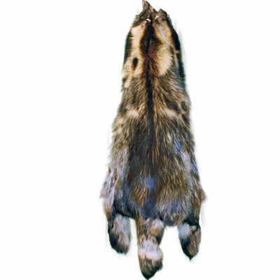 Raton laveur finlandais