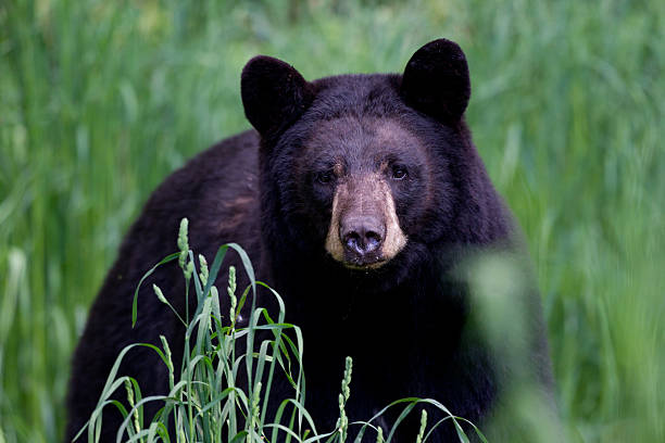 50 ml - Graisse d'ours noir · aromatisé à l'huile essentiel de menthe poivrée