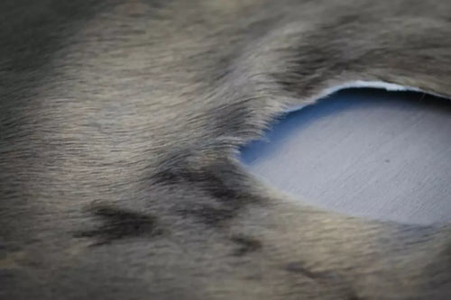 Loup-marin du Groenland teint Polaire - Grade I