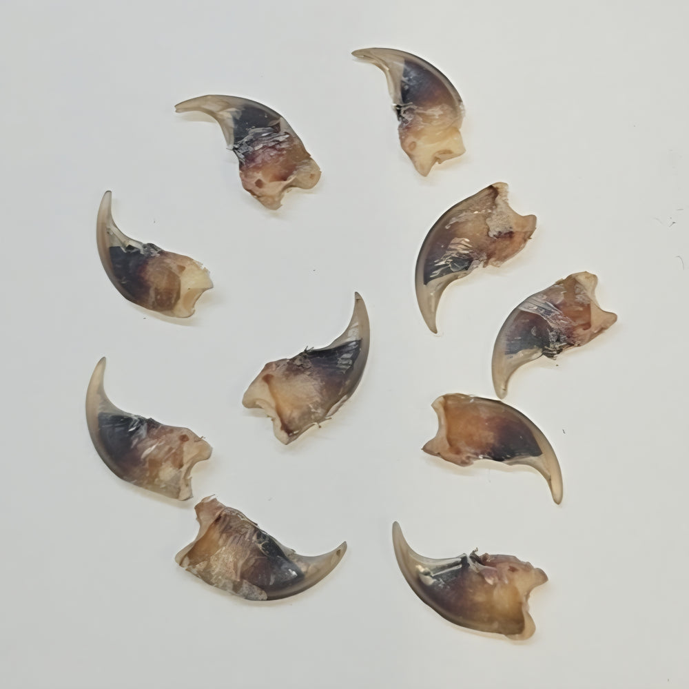 Otter Claw - 11mm