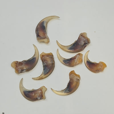 Griffe de pékan - 12 à 15mm