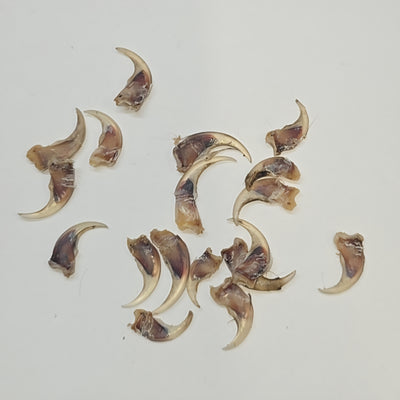 Marten claw - 8 to 11 mm