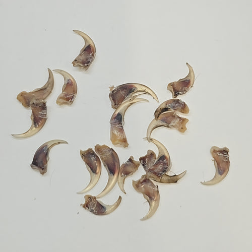 Marten claw - 8 to 11 mm