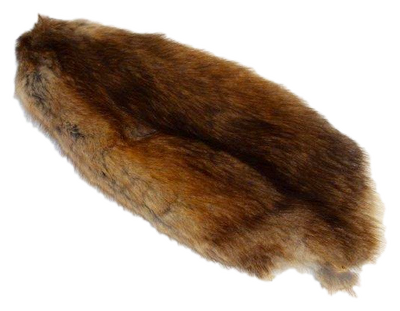 Muskrat